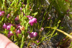 Erica melanacme