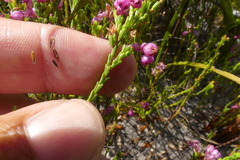 Erica melanacme