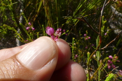 Erica melanacme
