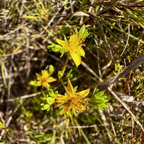 bedstraw St. John's Wort (Hypericum galioides)