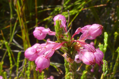 Erica melanacme