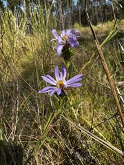 Eurybia hemispherica, photograph (c) Laura Clark, some rights reserved (CC BY)