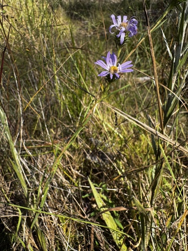 Eurybia hemispherica, photograph 5