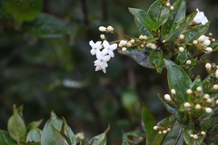 Hedyotis