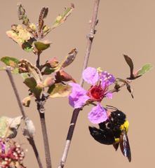 Xylocopa calens