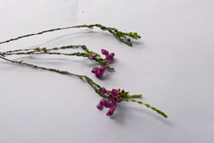 Erica melanacme