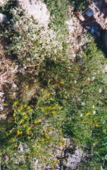 Melilotus altissimus