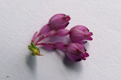 Erica melanacme