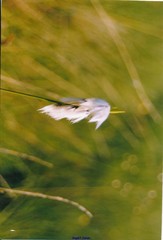 Eriophorum latifolium