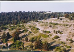 Juniperus sabina