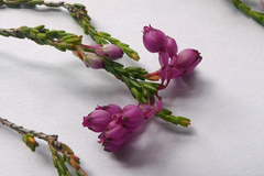 Erica melanacme