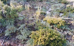 Potentilla cinerea