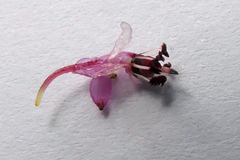 Erica melanacme