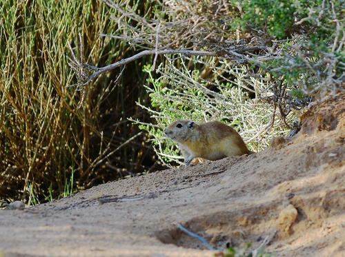 Fat Sand Rat