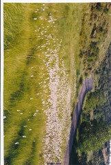 Eriophorum latifolium