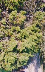 Juniperus sabina