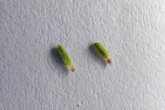 Erica melanacme