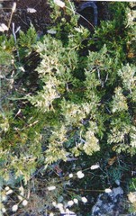 Juniperus sabina