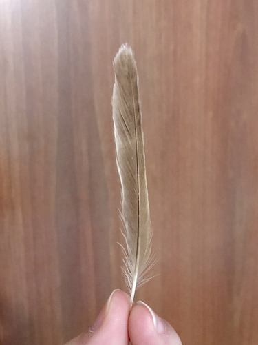Plume de Rousserolle turdoïde