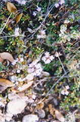 Thymus leptophyllus