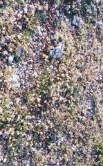 Anthyllis vulneraria vulnerarioides