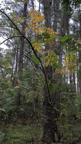 Aralia elata