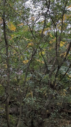 Aralia elata