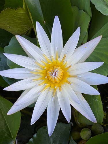Nymphaea × daubenyana