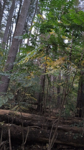 Aralia elata