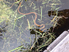 Thamnophis proximus orarius