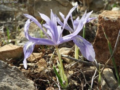Iris vartanii
