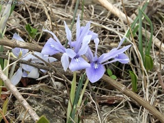 Iris vartanii