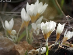 Crocus hyemalis