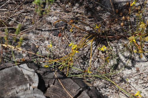 Image of Lebeckia contaminata by (c) Tony Rebelo, some rights reserved (CC BY-SA)