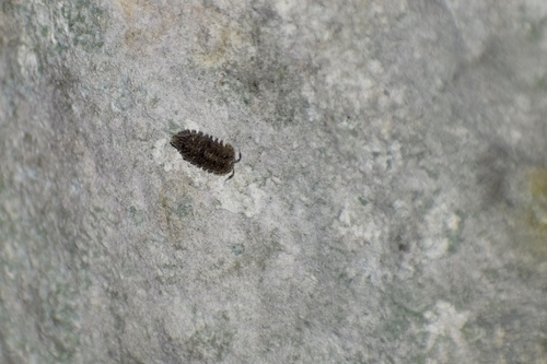 Pseudarmadillo bidentatus