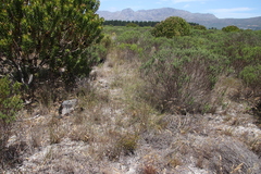 Aspalathus retroflexa bicolor