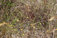Aspalathus retroflexa bicolor