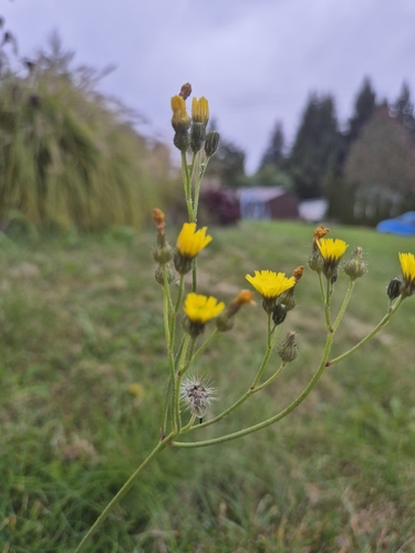 Bauhin's mouse-ear hawkweed (Pilosella bauhini)