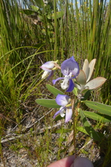 Disa venusta