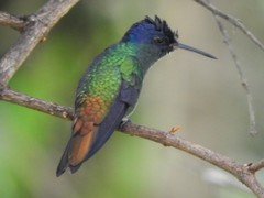 Chrysuronia oenone