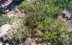 Helianthemum asperum