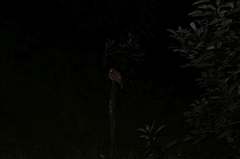 Antrostomus arizonae