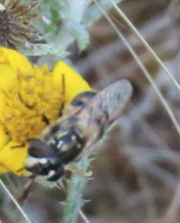 Unknown species found near South Valley, NM, USA