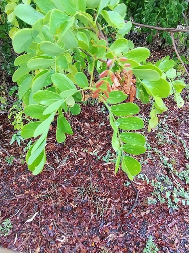 Cathormion umbellatum observed 2025-10-12