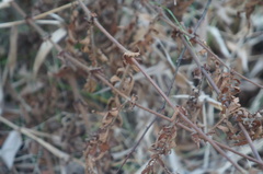 Agrimonia parviflora