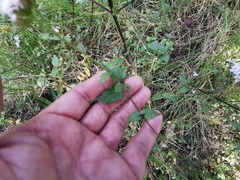 Fleischmannia pycnocephala