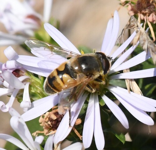 Unknown species found near Winter Harbor, ME, USA
