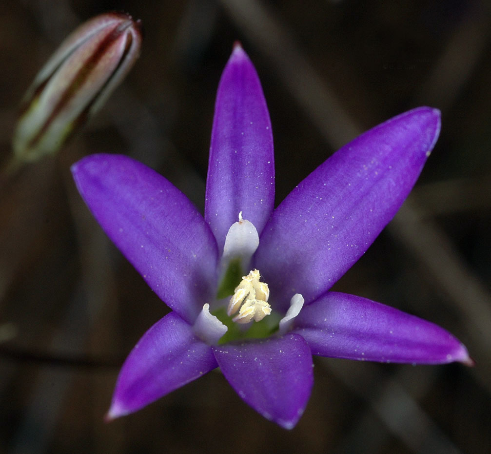 harvest brodiaea