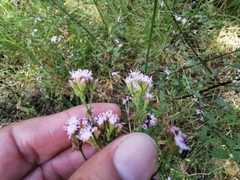 Fleischmannia pycnocephala