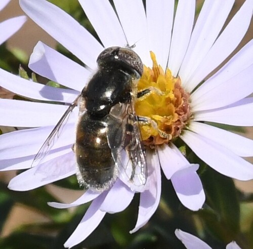 Unknown species found near Winter Harbor, ME, USA